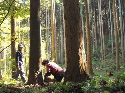 ■南三陸町の森で伐採作業の様子。
